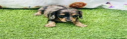 Miniature Dachshund dogs for sale: Long haired miniature dachshund girls - Advert 6