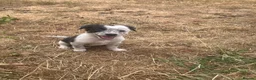 Border Collie dogs for sale: 7 well socialised puppies in Knighton - Advert 12