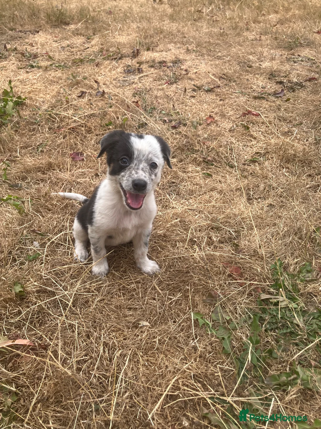 Border Collie dogs for sale: 7 well socialised puppies in Knighton - Advert 12