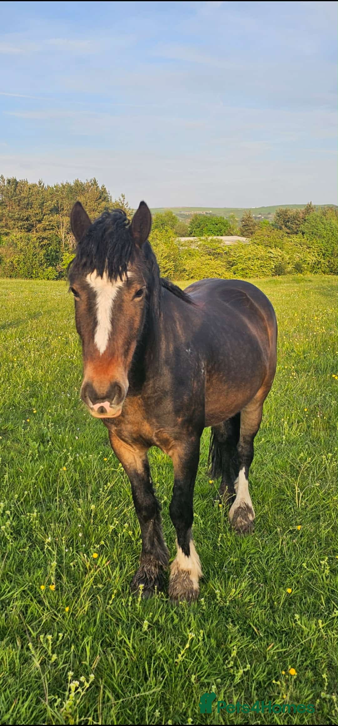 Welsh Section D horses for sale: Apollo, 3 year old gelding - Advert 2