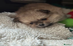 Pomeranian dogs for sale: KC Reg Pomeranian Girls - Image 18