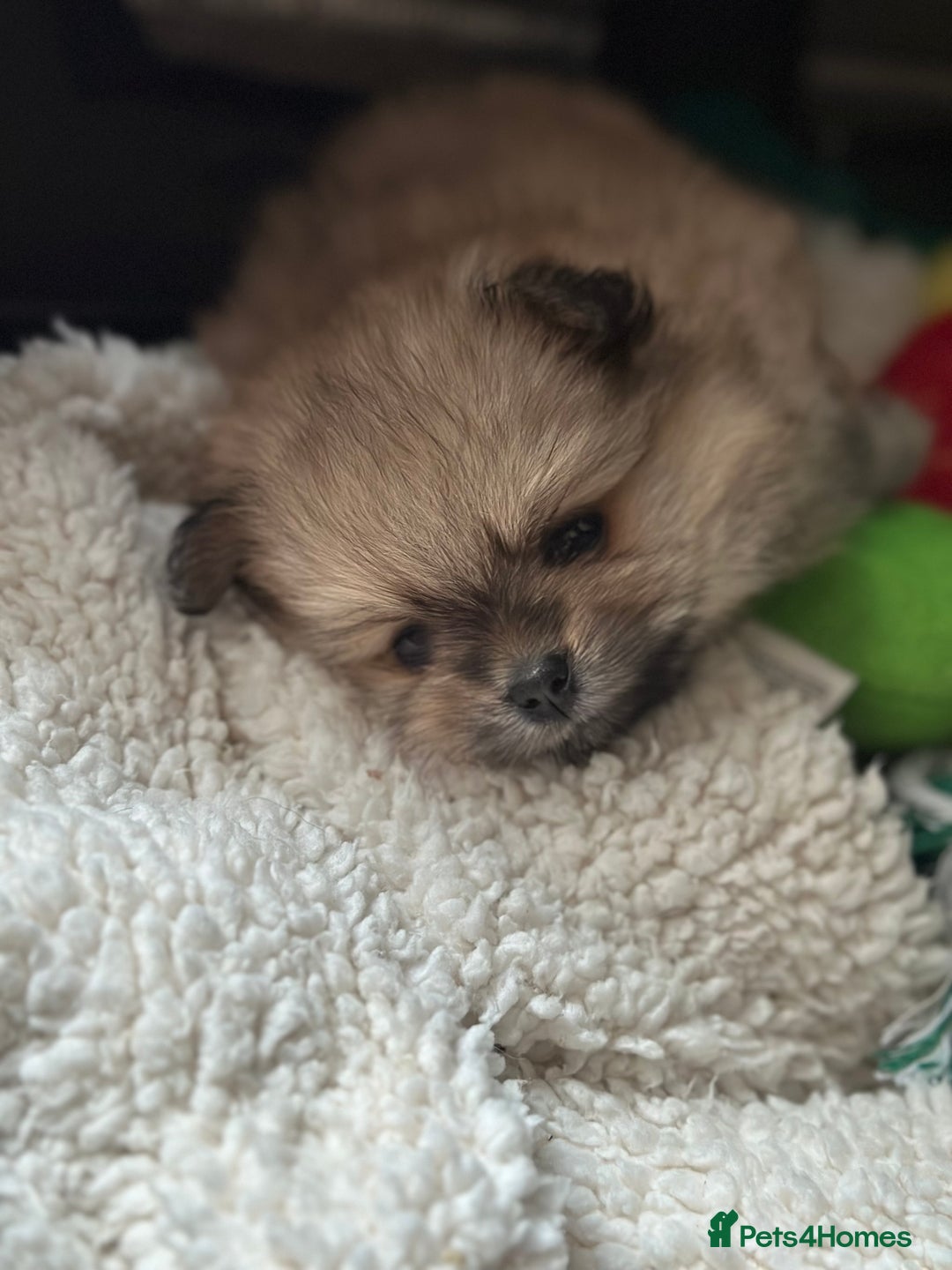 Pomeranian dogs for sale: KC Reg Pomeranian Girls - Image 18