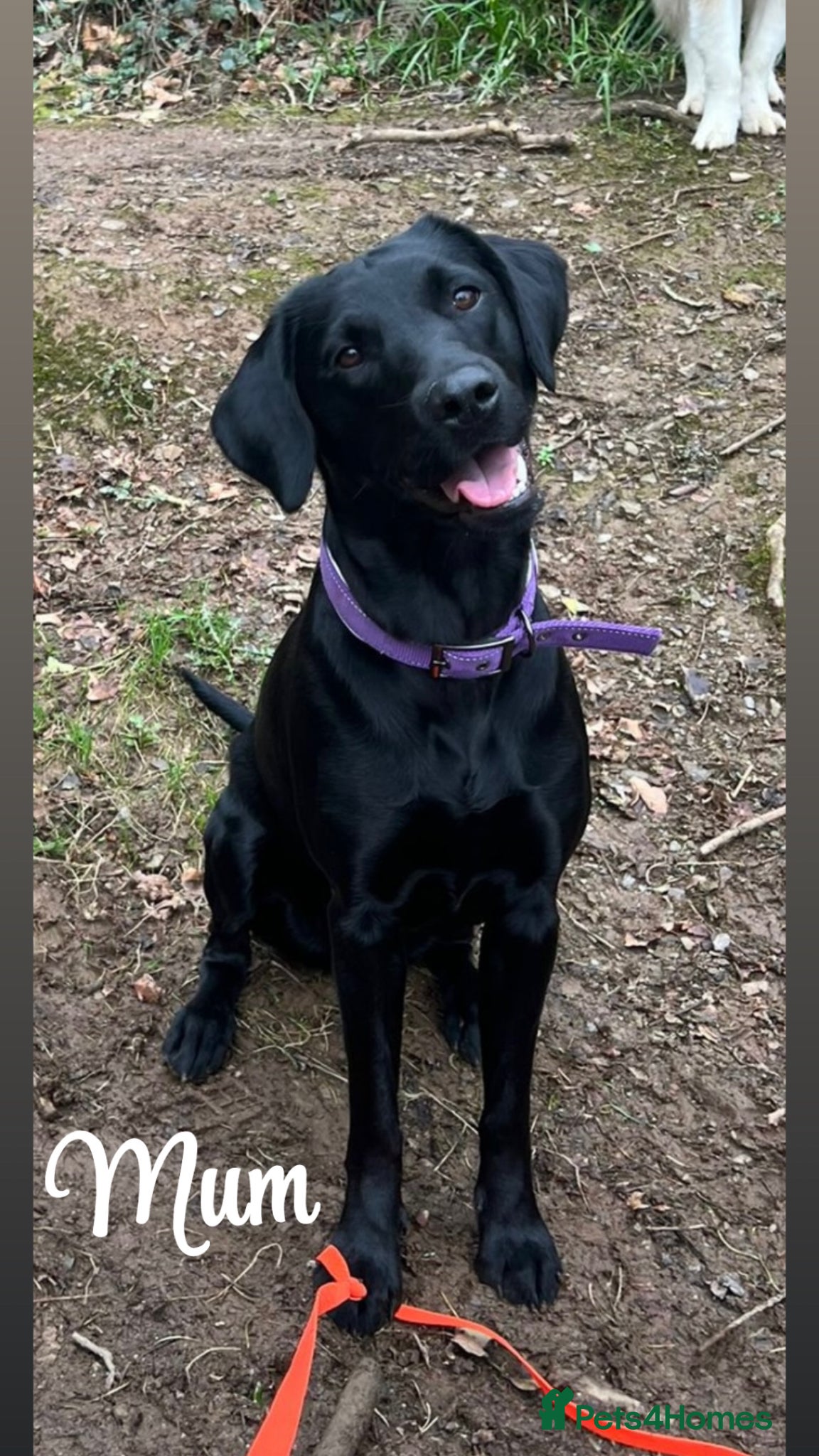 Labrador Retriever dogs KC registered Black Labrador Retriever pups - Advert 2