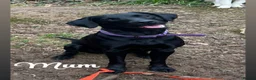 Labrador Retriever dogs for sale: KC registered Black Labrador Retriever pups in Ilfracombe - Advert 1