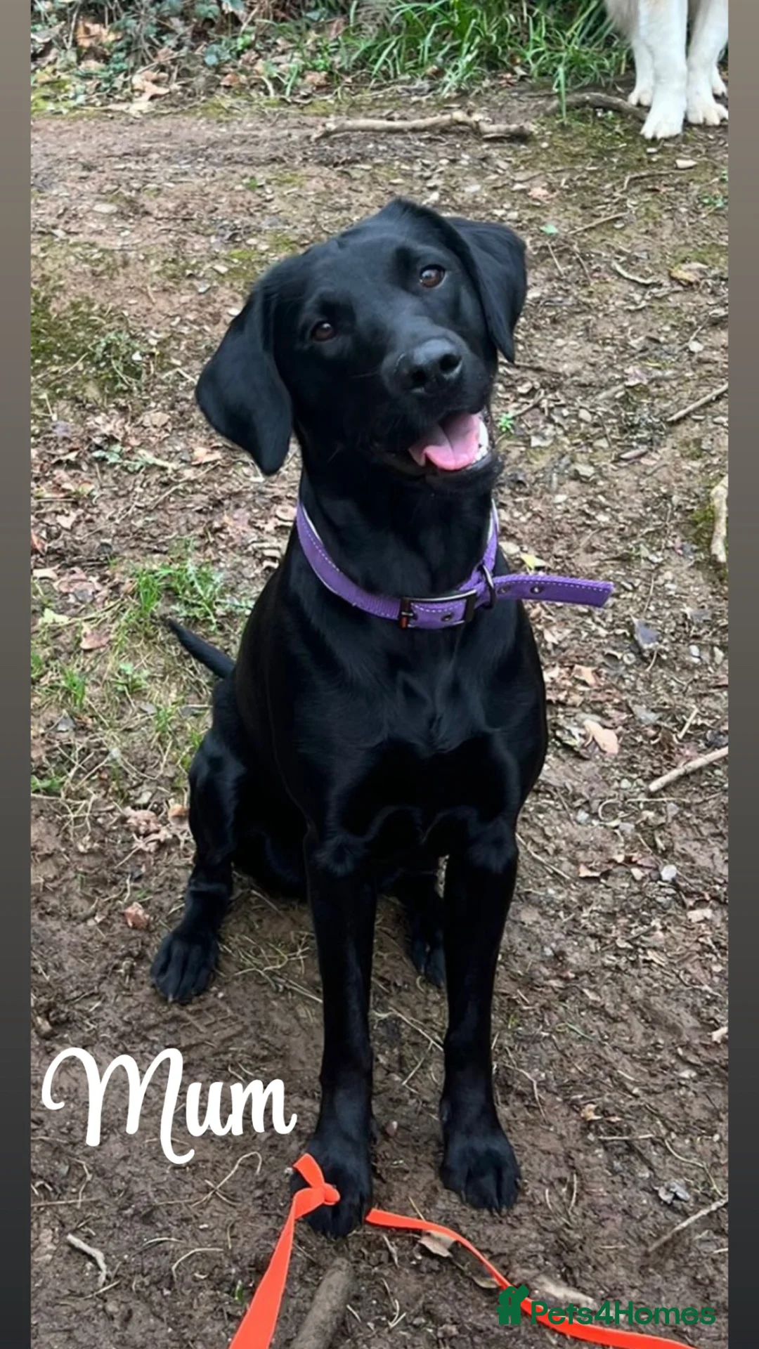 Labrador Retriever dogs for sale: KC registered Black Labrador Retriever pups in Ilfracombe - Advert 1