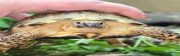 Mixed Breed reptiles for sale: Reptiles & Inverts For Sale at MMA Reptiles in Worksop - Advert 1