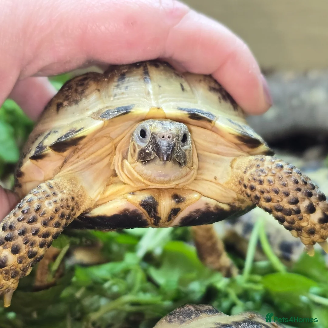 Mixed Breed reptiles for sale: Reptiles & Inverts For Sale at MMA Reptiles in Worksop - Advert 1