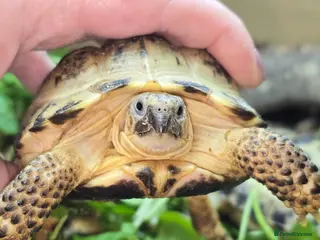 Mixed Breed reptiles Reptiles & Inverts For Sale at MMA Reptiles in Worksop - Advert 14