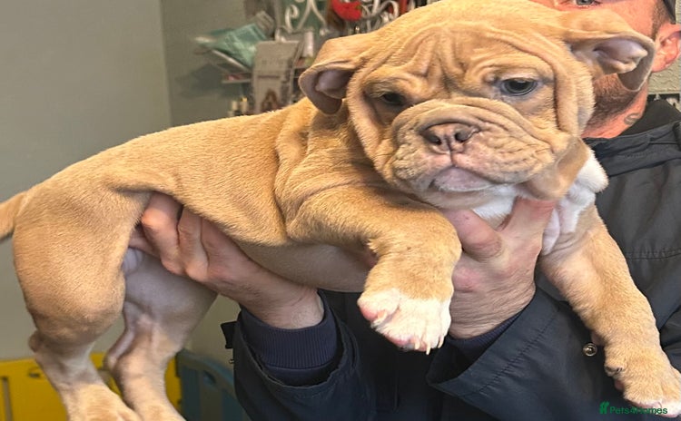 Mixed Breed dogs - Advert 16