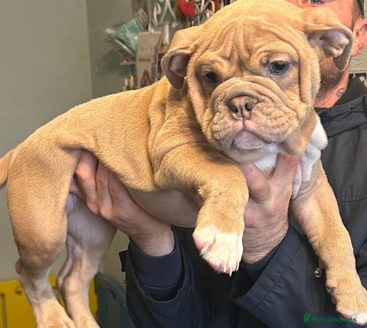 Mixed Breed dogs - Advert 1