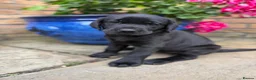 Labrador Retriever dogs for sale: 5 gorgeous Labrador puppies  in Cardiff - Advert 14
