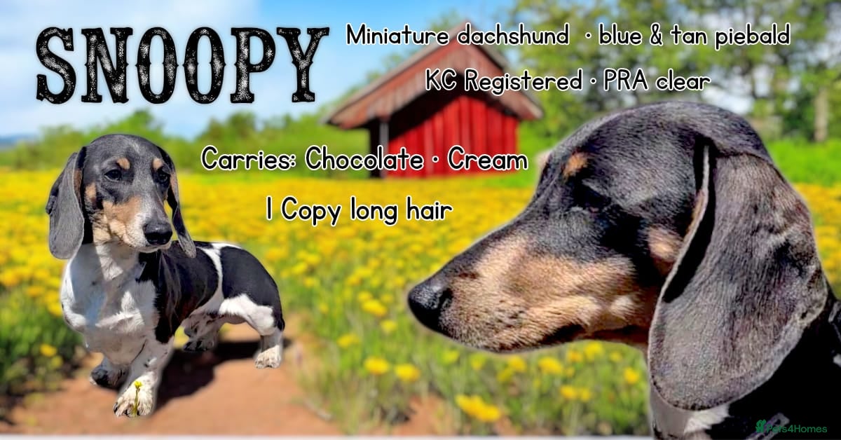 Miniature Dachshund dogs Miniature Dachshund at Stud - Advert 2