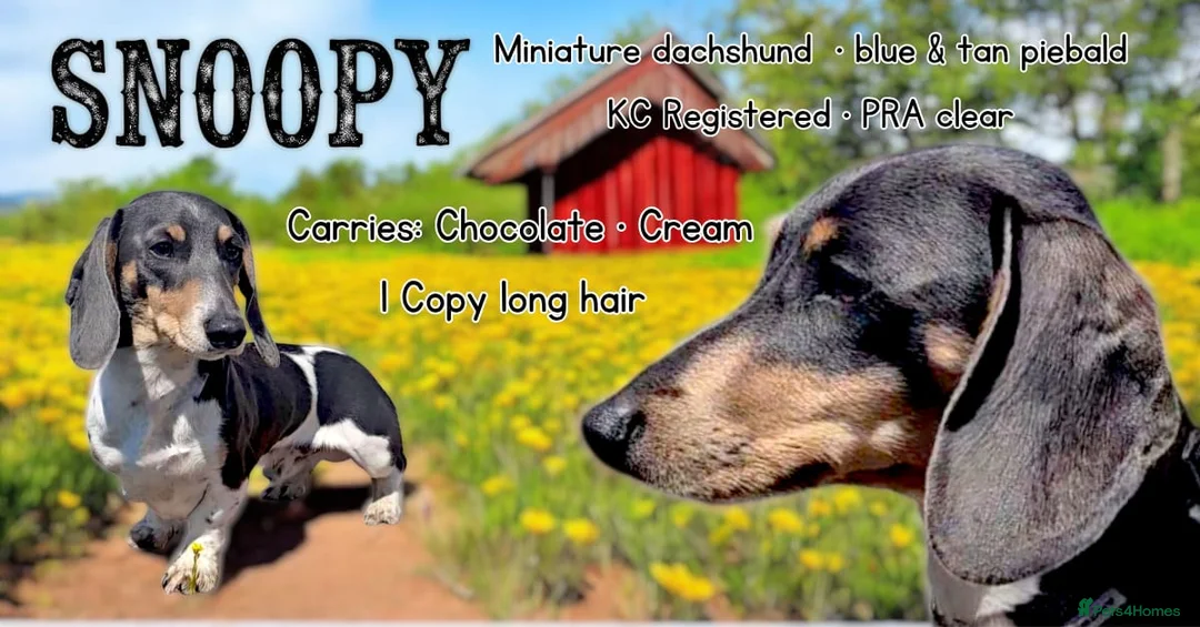 Miniature Dachshund dogs for stud: Miniature Dachshund at Stud - Advert 1