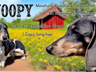 Miniature Dachshund dogs Miniature Dachshund at Stud - Advert 2