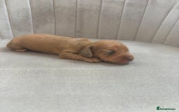 Miniature Dachshund dogs for sale: Gorgeous Long &short haired mini dachshund puppies - Image 23