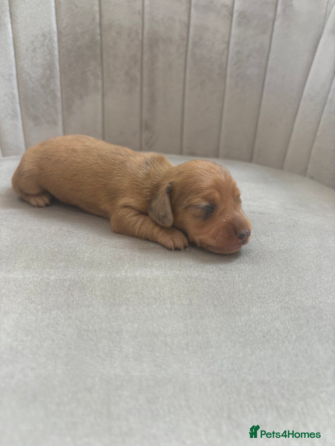 Miniature Dachshund dogs for sale: Gorgeous Long &short haired mini dachshund puppies - Image 23