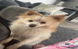 Pomeranian dogs for sale: Tri Pomeranian  - Image 2