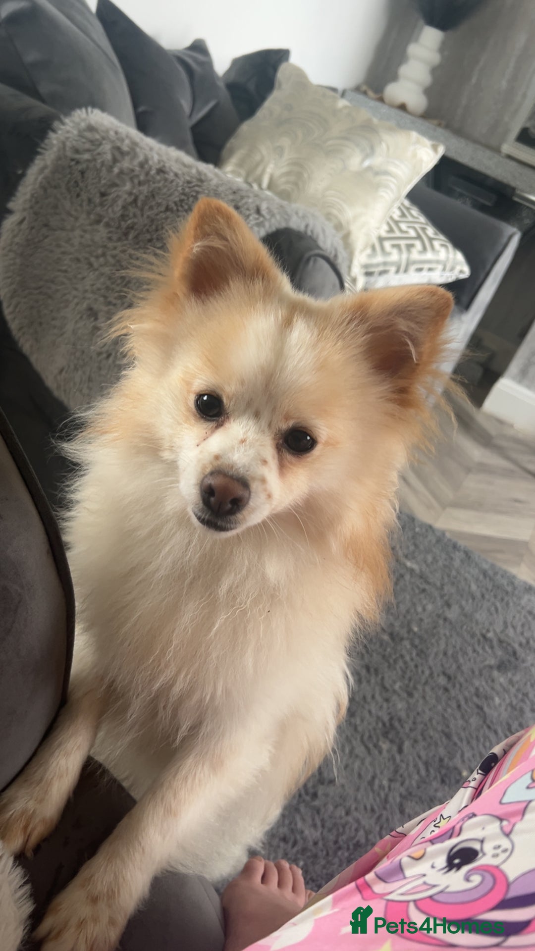Pomeranian dogs for sale: Tri Pomeranian  - Image 2