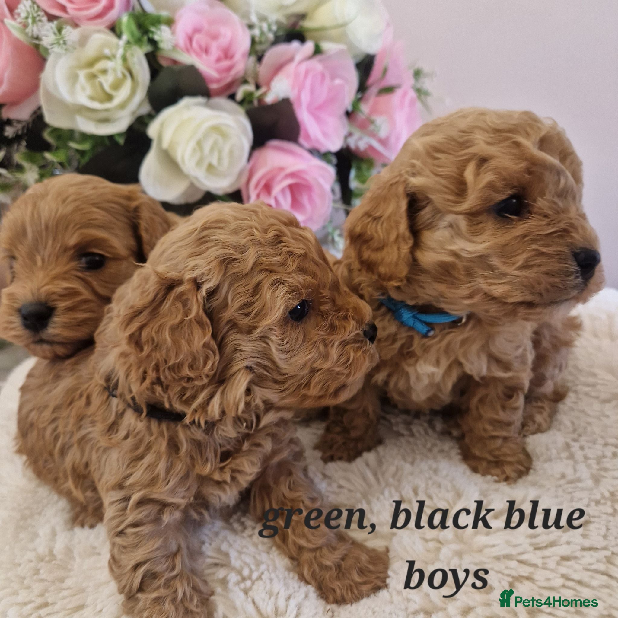 Cavapoochon dogs Beautiful cavapoochon puppies  - Advert 10