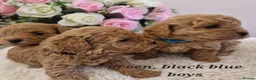 Cavapoochon dogs for sale: Beautiful cavapoochon puppies  - Advert 1