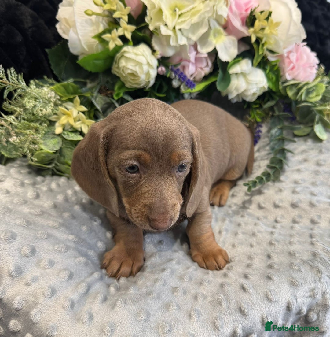 Miniature Dachshund dogs for sale: Adorable Miniature Dachshund Puppies for Sale. - Image 4