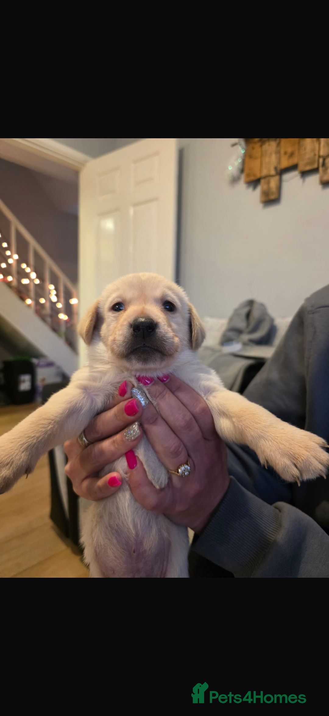 Labrador Retriever dogs for sale: Stunning Labrador puppies  - Advert 10