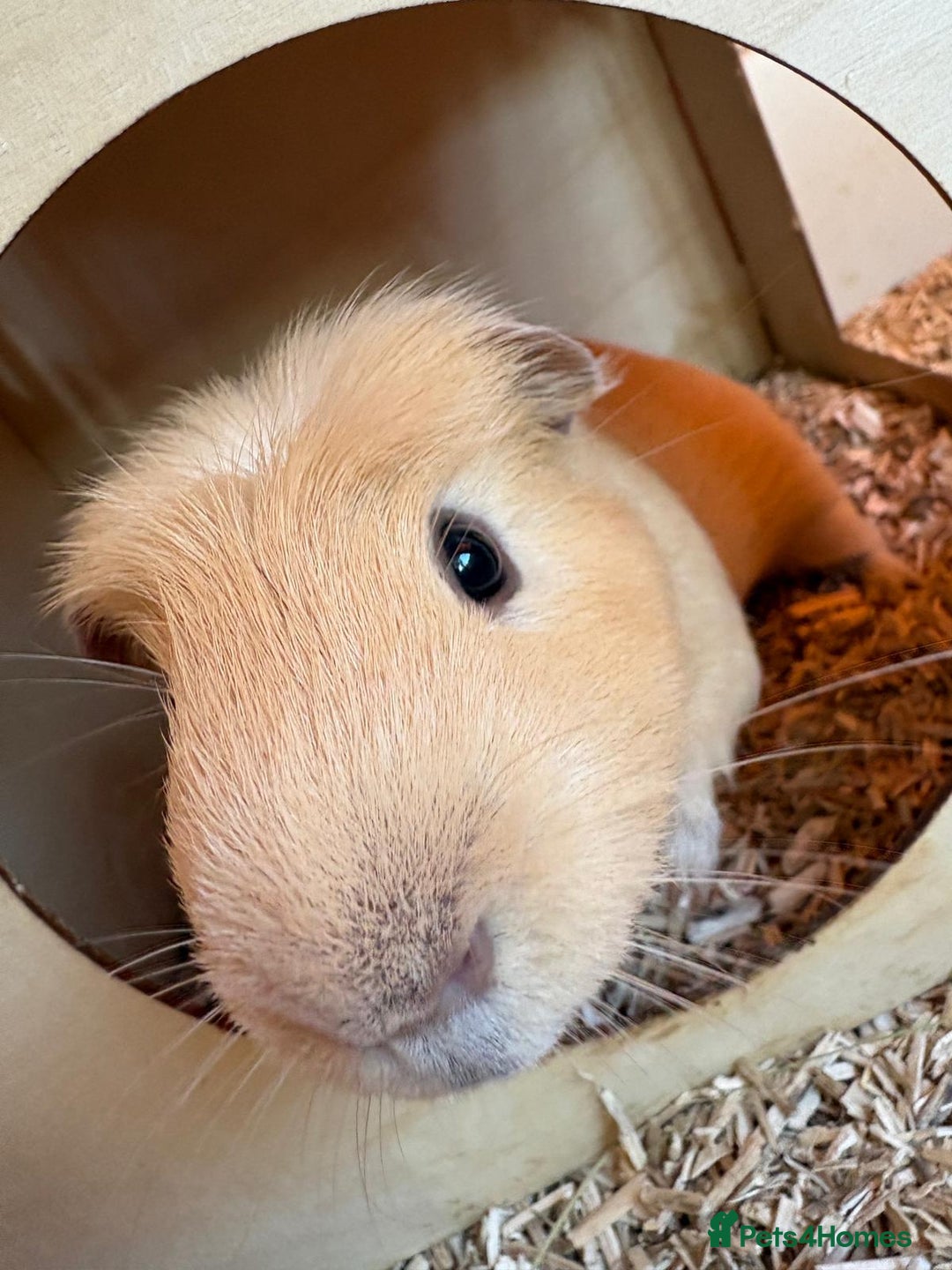 Guinea Pig rodents for sale: 2 male guinea pigs with cage - Advert 14