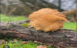 Chickens poultry for sale: Chickens- Wyandotte, Orpington, Legbar, Blue egger - Advert 2