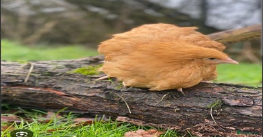 Chickens poultry Chickens- Wyandotte, Orpington, Legbar, Blue egger - Advert 13