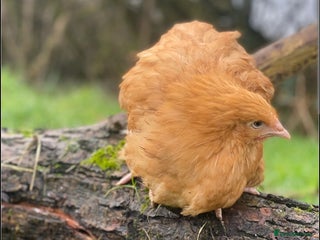 Chickens poultry Chickens- Wyandotte, Orpington, Legbar, Blue egger - Advert 1