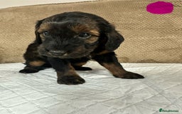 Cockapoo dogs for sale: Outstanding Cockapoos Puppies. 4 boys💙 2 girls 💗 - Image 30