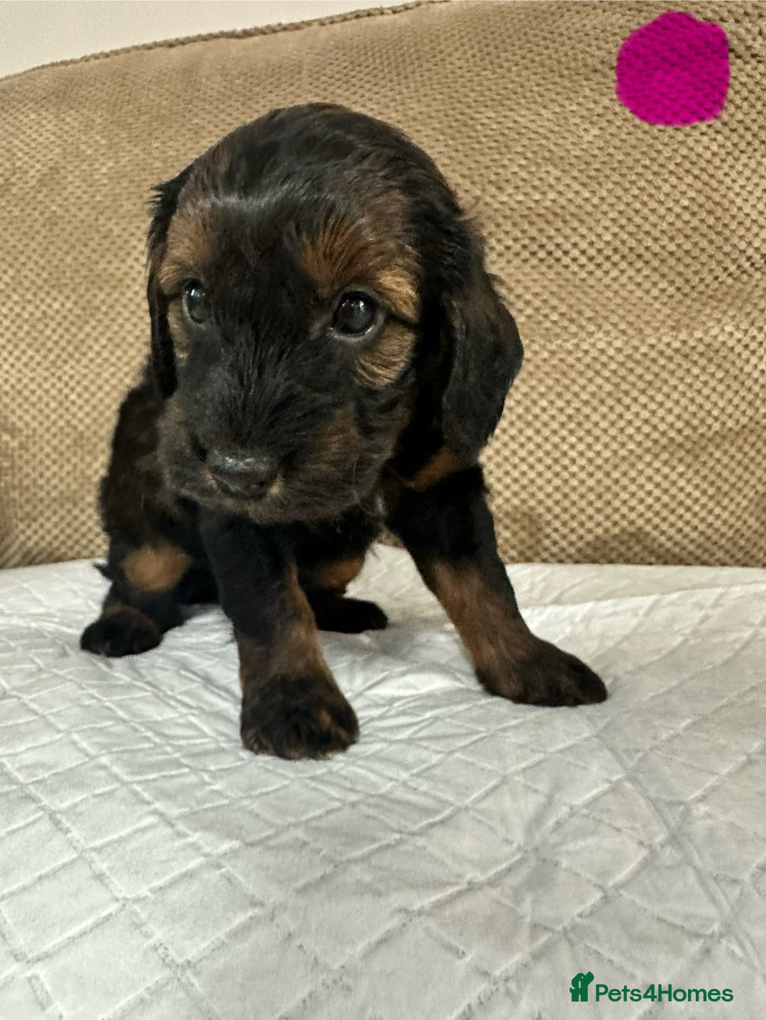 Cockapoo dogs for sale: Outstanding Cockapoos Puppies. 4 boys💙 2 girls 💗 - Image 30