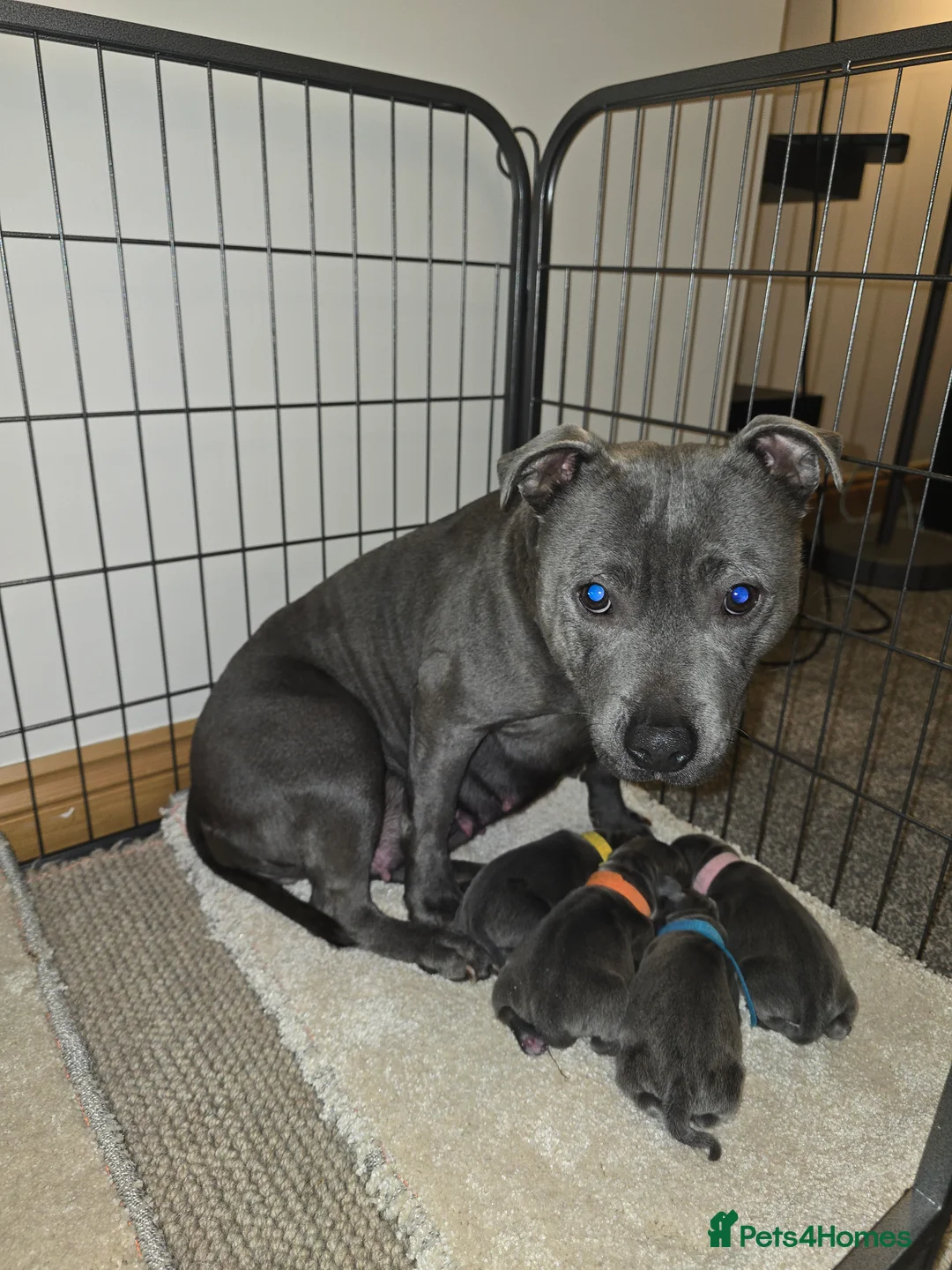 Staffordshire Bull Terrier dogs for sale: Beautiful BLUE kc registered puppies - Advert 16