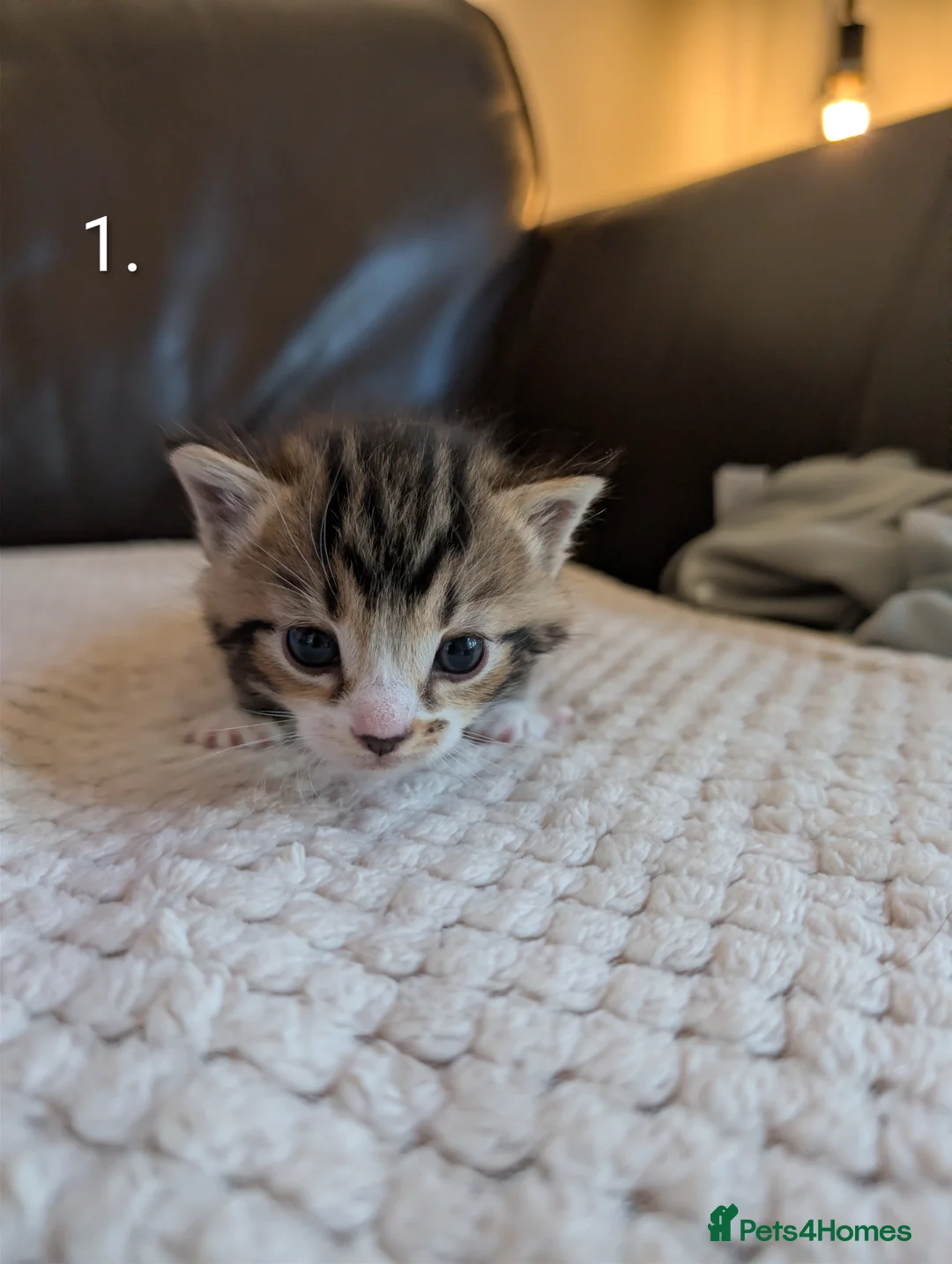 Mixed Breed cats for sale: 🐾 Litter of 5 Tabby Kittens – Ready May 26th! - Advert 2