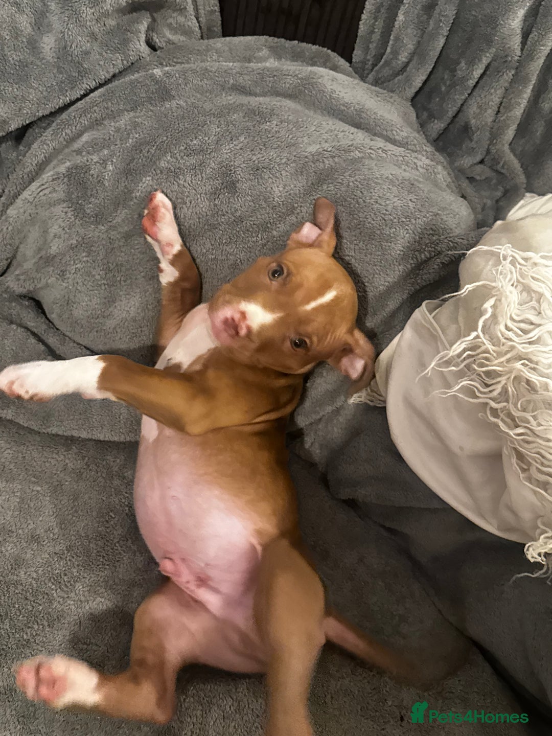 American Bully dogs for sale:  Bully x Staffie pups (2 Boys left) - Advert 36