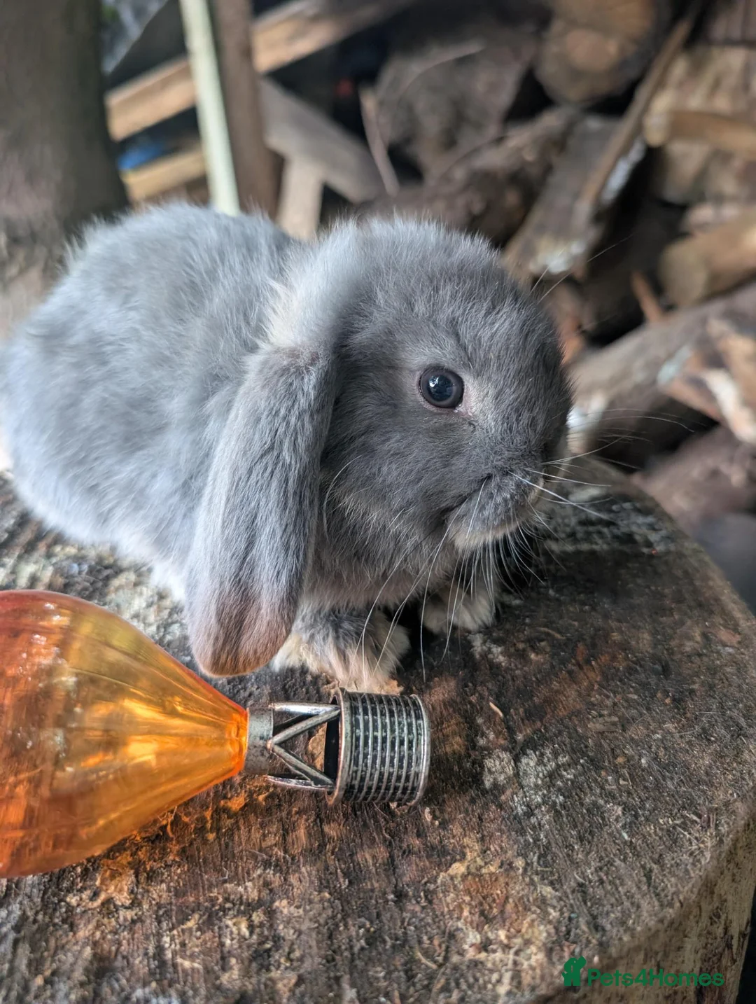 Mini Lop rabbits for sale: Beautiful mini lops  - Advert 2