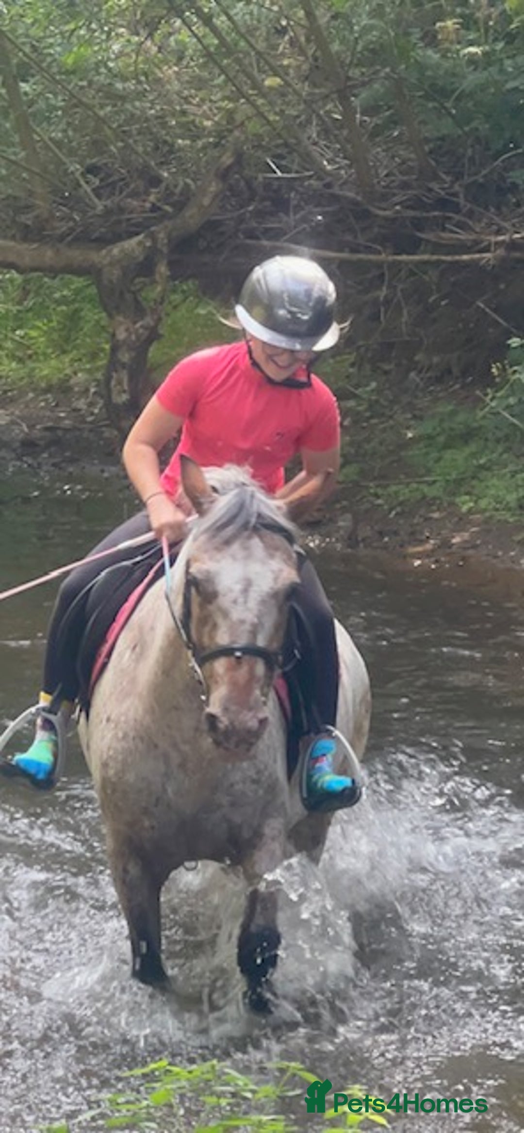 Appaloosa horses for sale: 13.1 hh Appaloosa Mare  - Image 27