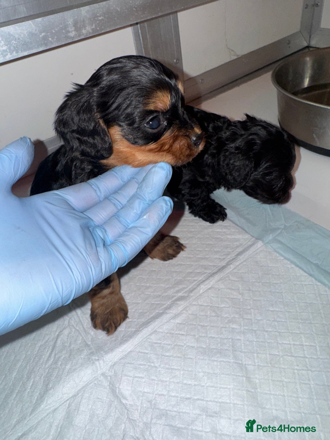 Cavapoo dogs for sale:   ✨ Adorable Miniature Cavapoo Puppies ✨ - Advert 11