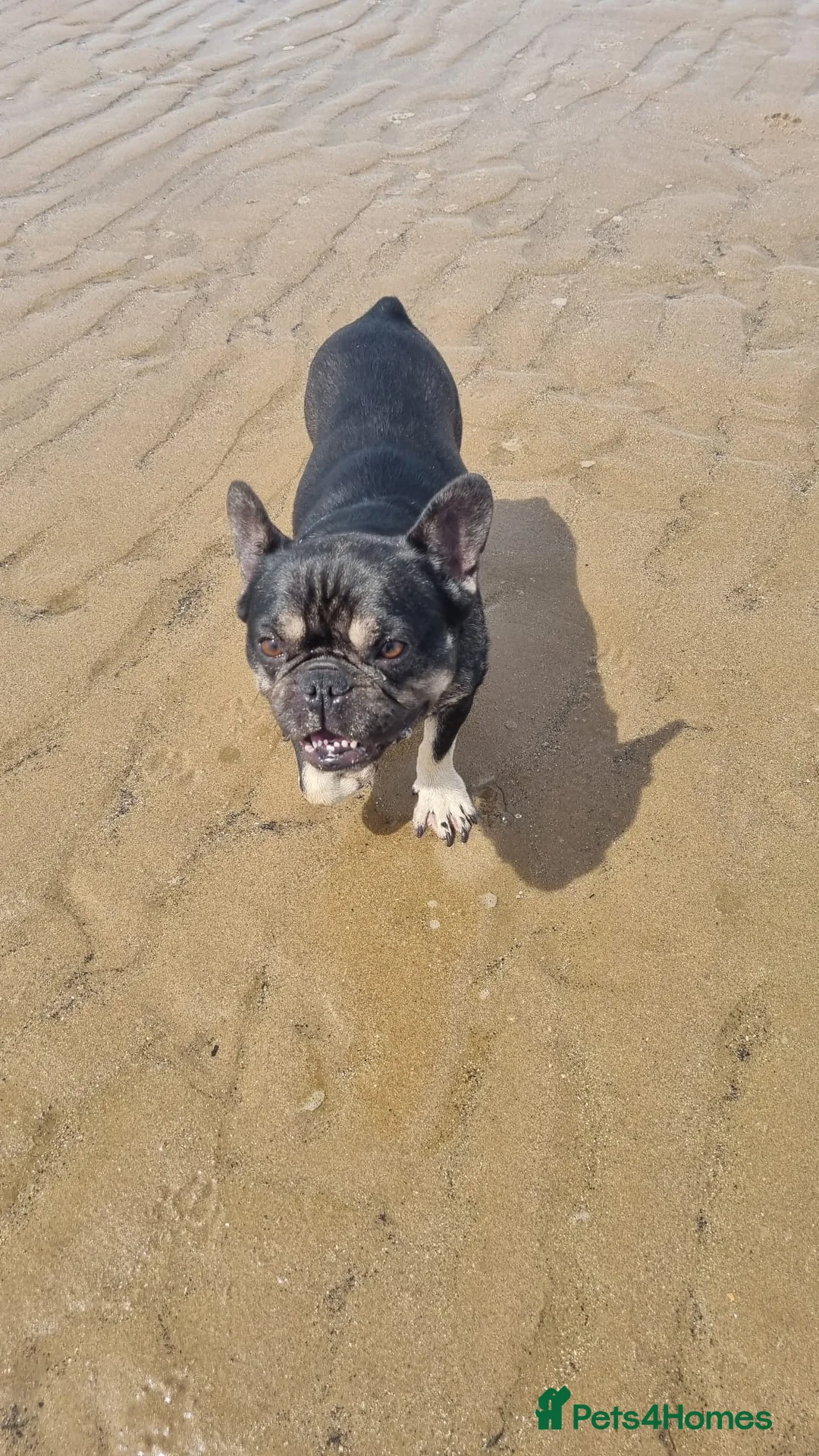 French Bulldog dogs for sale: Rex the frenchie in Nottingham - Advert 4