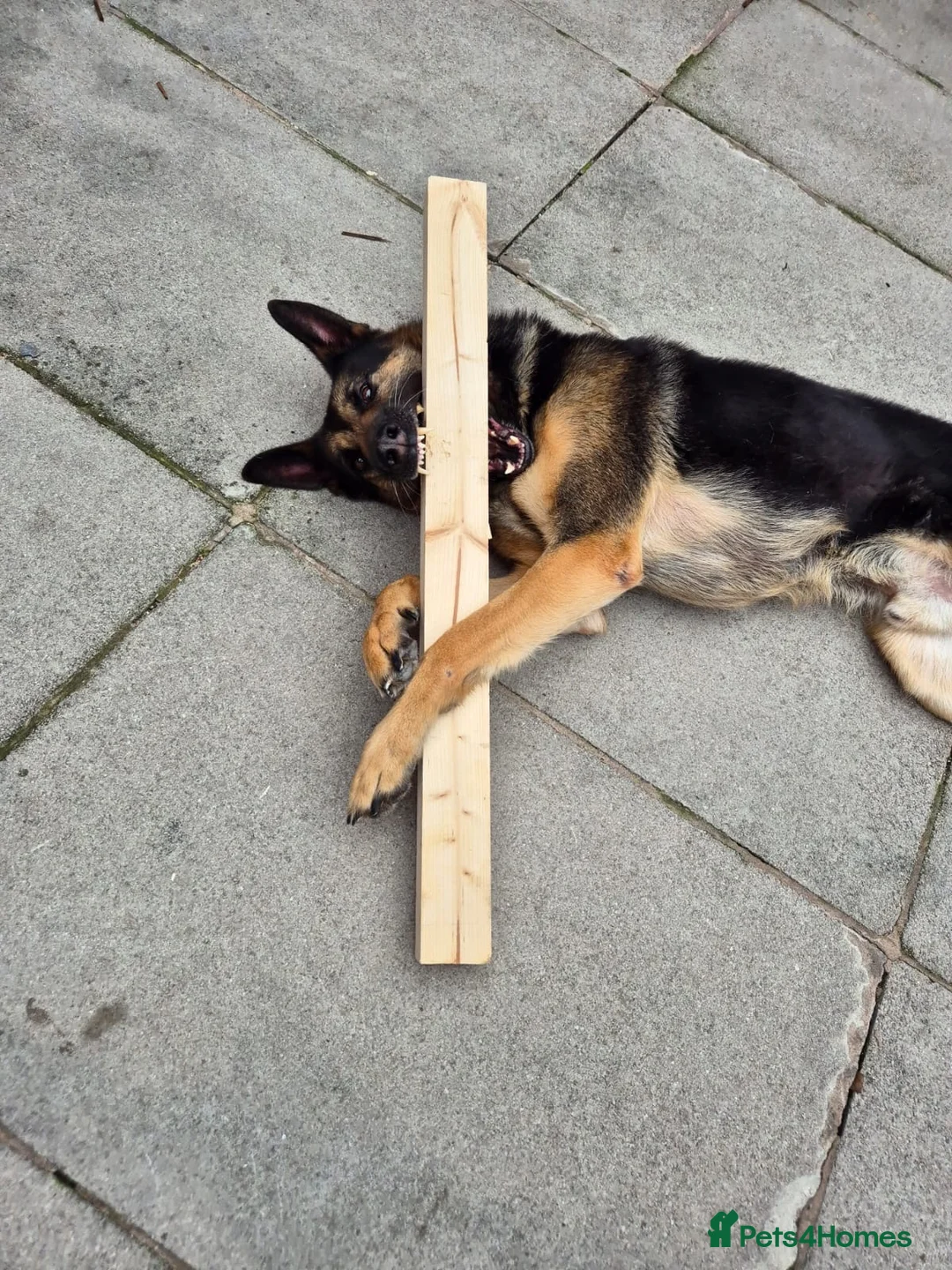 Mixed Breed dogs for sale: Male Belgian shepherd dog, free, free - Advert 2