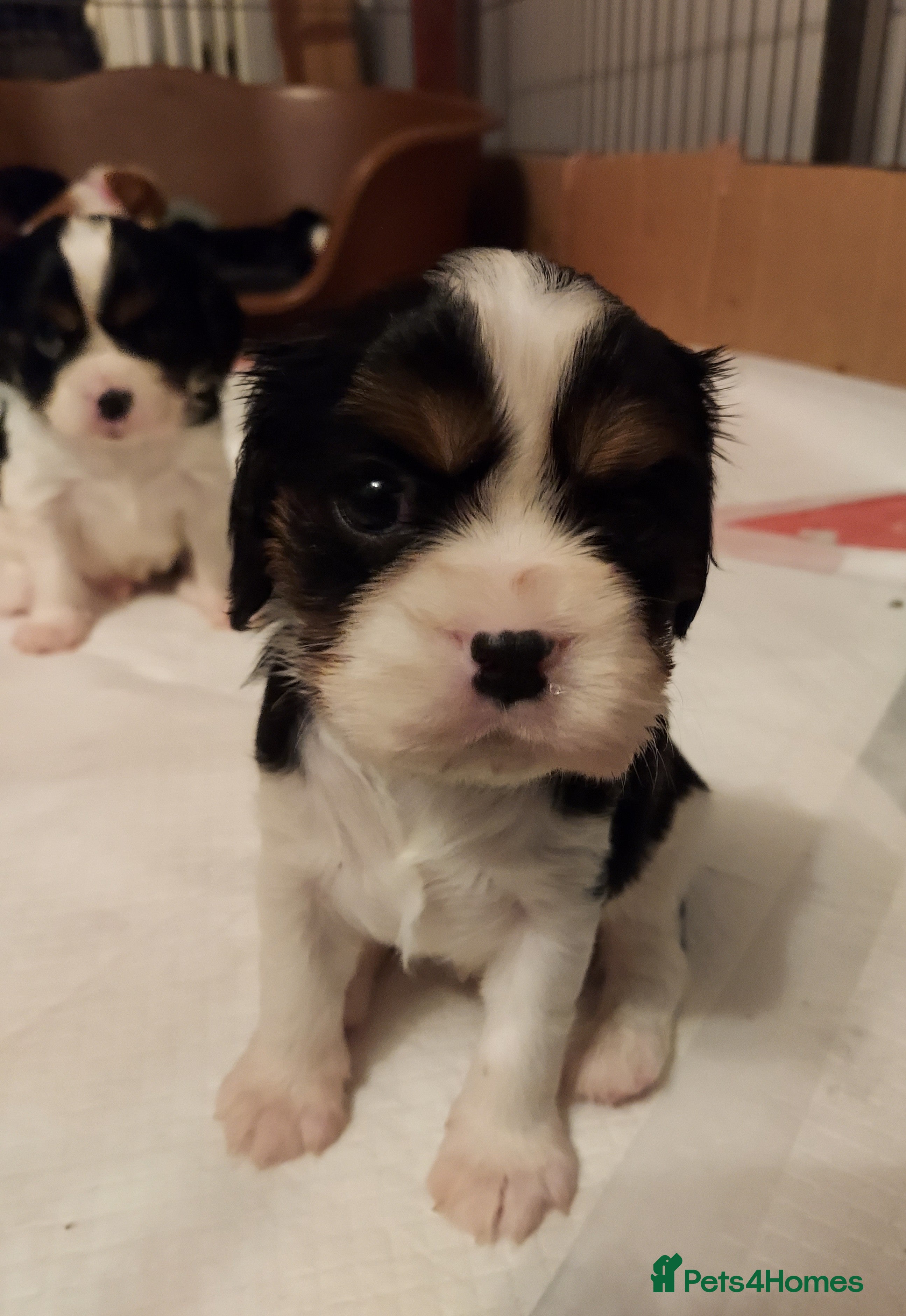 Cavalier King Charles Spaniel dogs GREAT QUALITY CKCS PUPPIES ( DWKC REGISTERED)/DNA - Advert 18