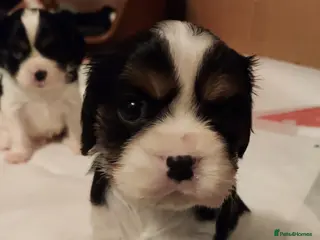 Cavalier King Charles Spaniel dogs GREAT QUALITY CKCS PUPPIES ( DWKC REGISTERED)/DNA - Advert 18