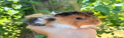 Guinea Pig rodents for sale: LOTS !!! very loving baby boy guinea pigs 🩵 - Advert 13
