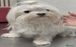Maltese dogs for adoption: Crystal: The Little Dog Who Survived - Image 5