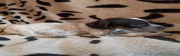 Staffordshire Bull Terrier dogs for sale: Beautiful Merle Staffy pups - Advert 4