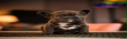 French Bulldog dogs for sale: fluffy Frenchbulldog - Advert 4