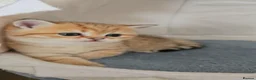 Scottish Fold cats for sale: TICA Reg😼Scottish Fold & Straight kittens😼 - Advert 7