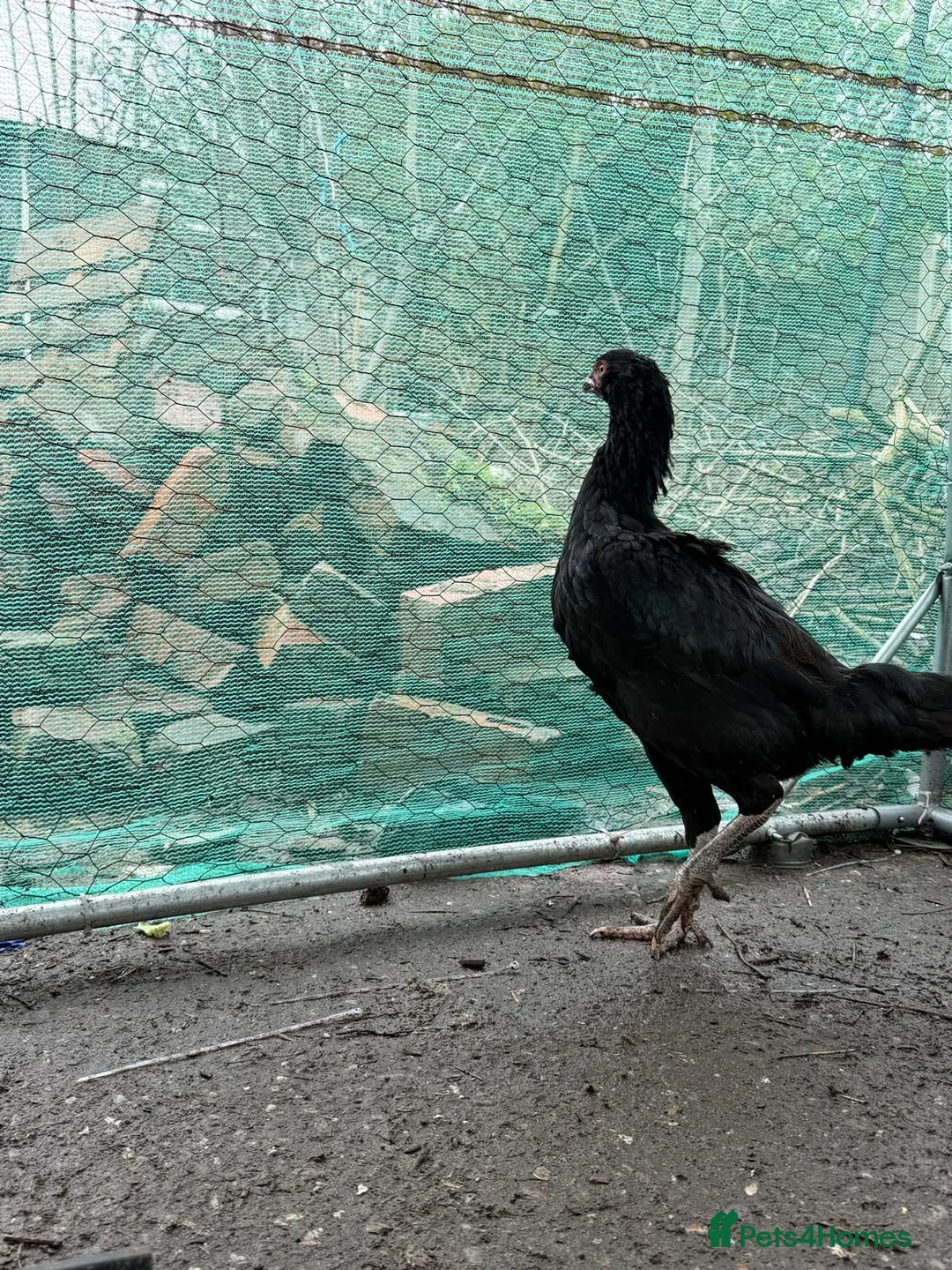 Hens poultry for sale: O shamo, shamo, Pakistani aseel and miwali   - Advert 14
