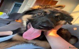 Mixed Breed dogs for sale: German Shepard/collie - Image 1