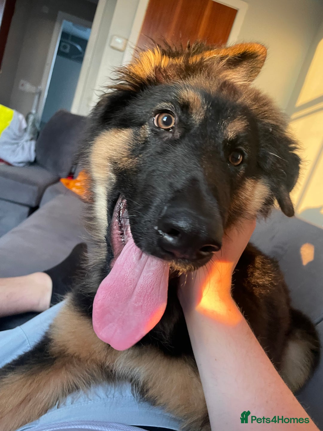 Mixed Breed dogs for sale: German Shepard/collie - Image 1